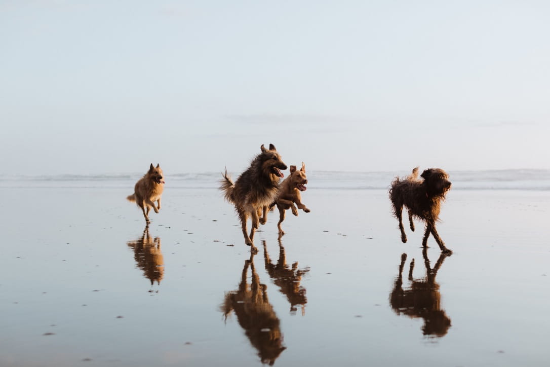 K9 Cadets pack in trained formation