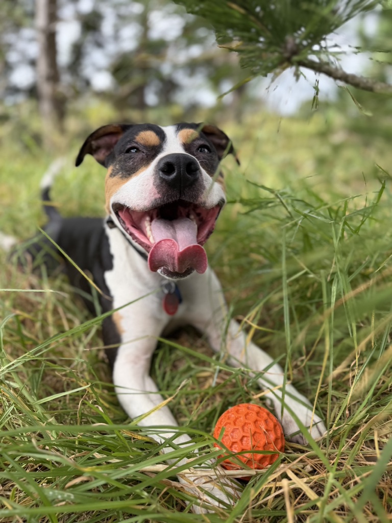 A happy dog with a ball at the farm
