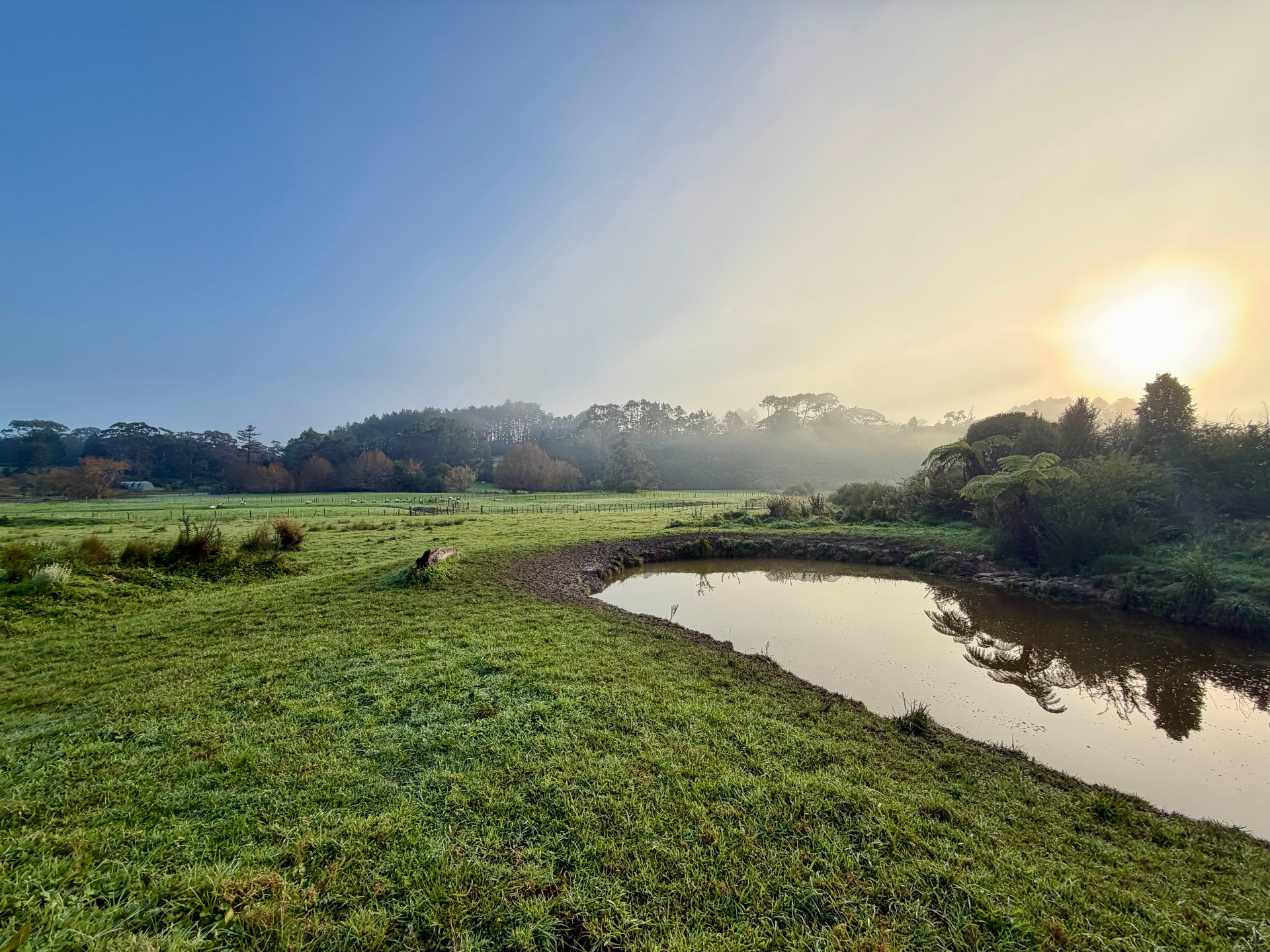 The pack running through paddocks and waterways on the 12-acre farm