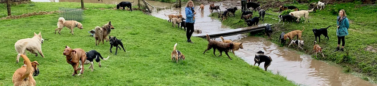 The pack running through paddocks and waterways on the 12-acre farm